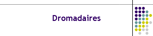 Dromadaires