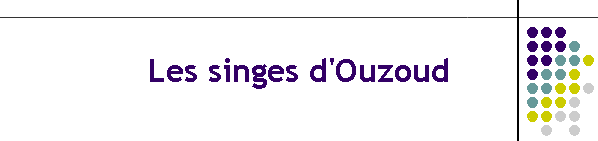 Les singes d'Ouzoud